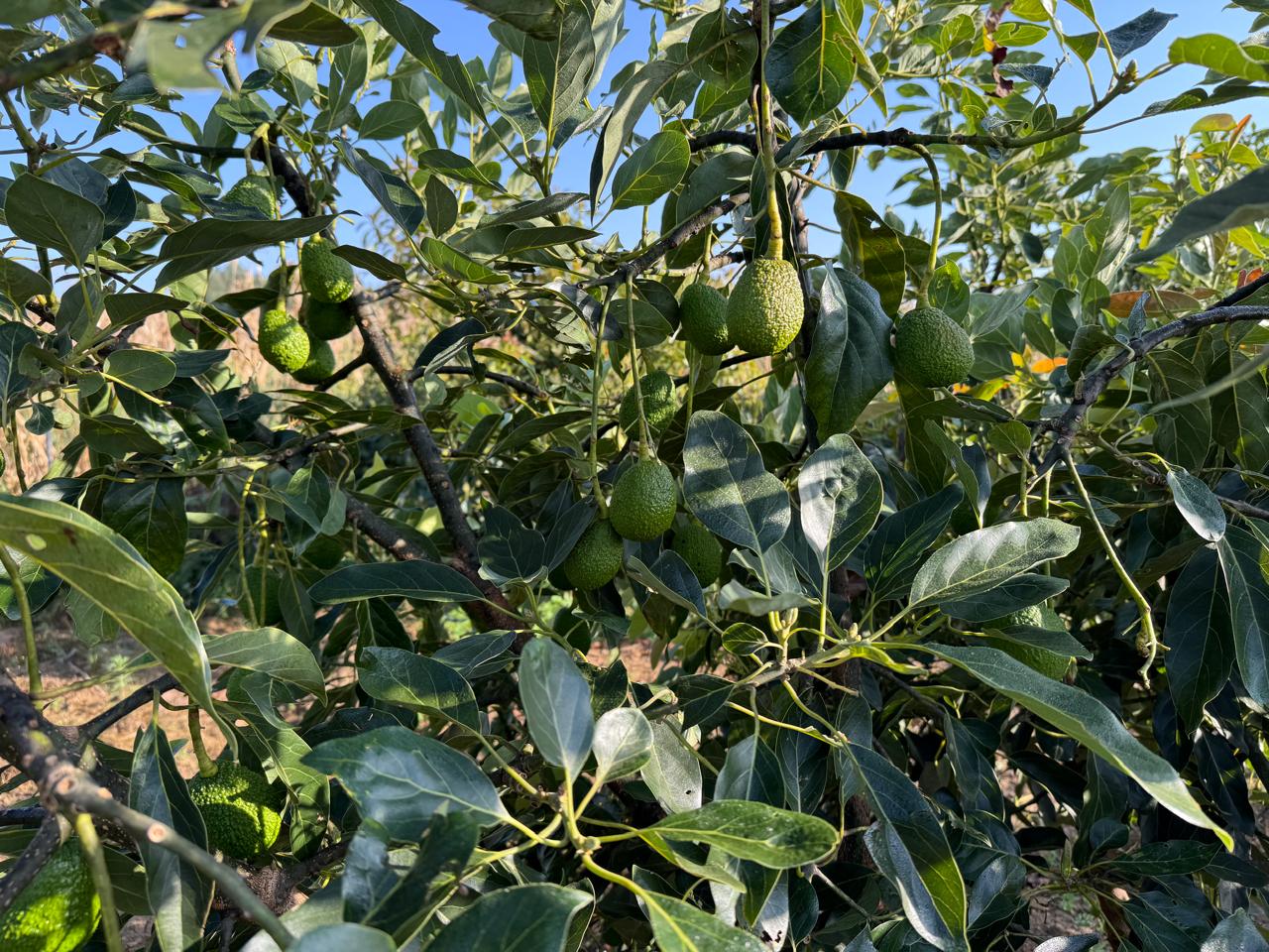 Farmers implementing sustainable agricultural practices