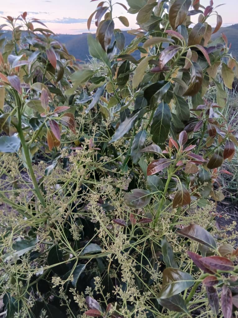 Premium avocado trees loaded with fruit in Njombe Region