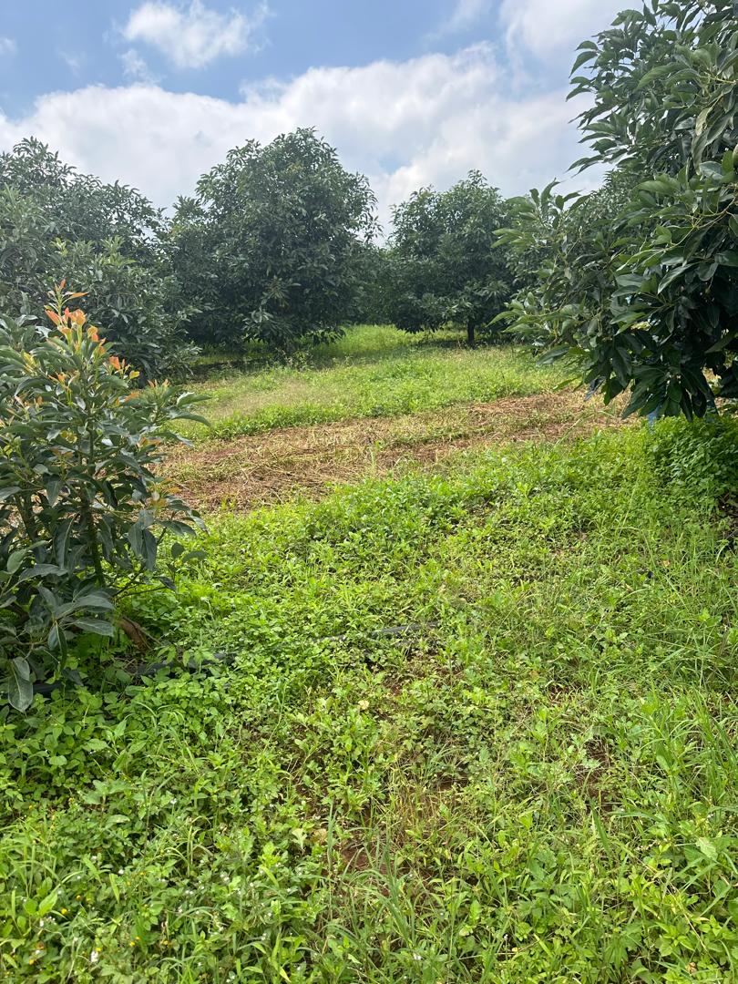 Premium quality avocados prepared for international export