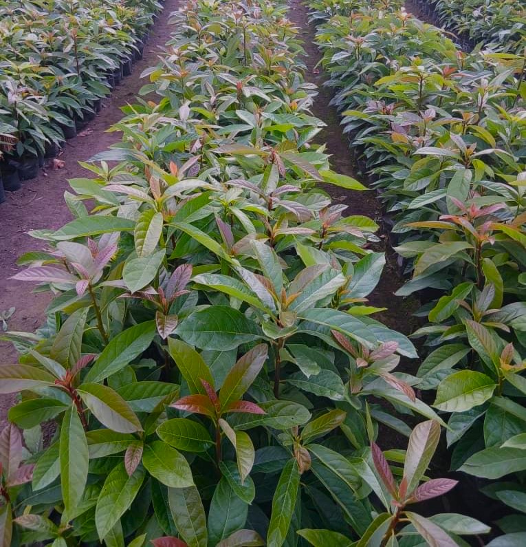 Lush avocado plantation in Njombe Region, Tanzania