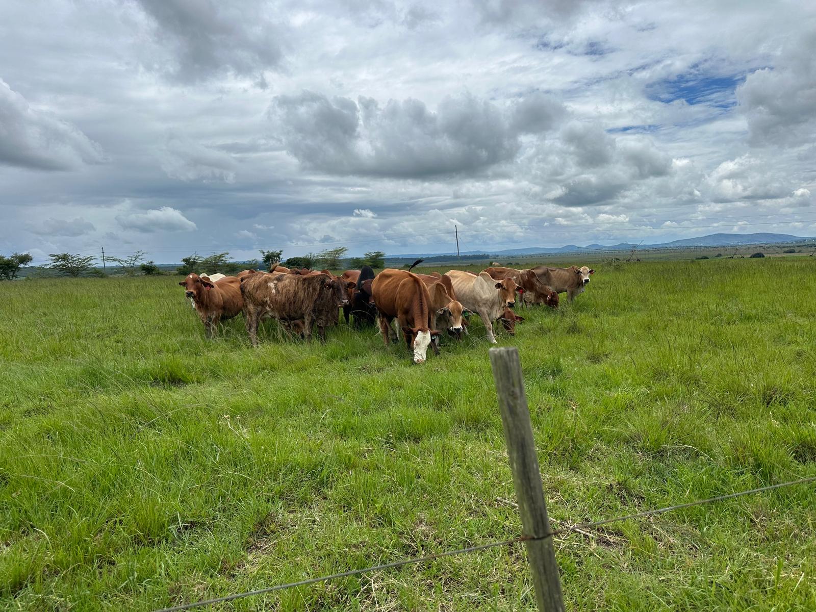 Traditional cattle grazing in open pastures at Mzeri Ranch