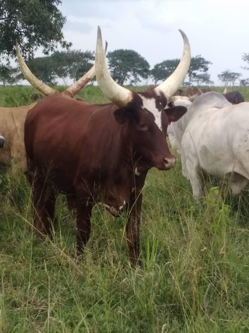 Community members working together in agricultural development