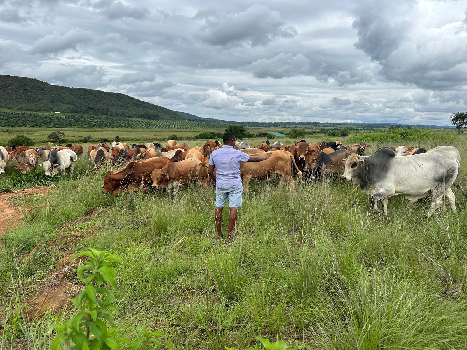 Traditional cattle grazing at Mzeri Ranch