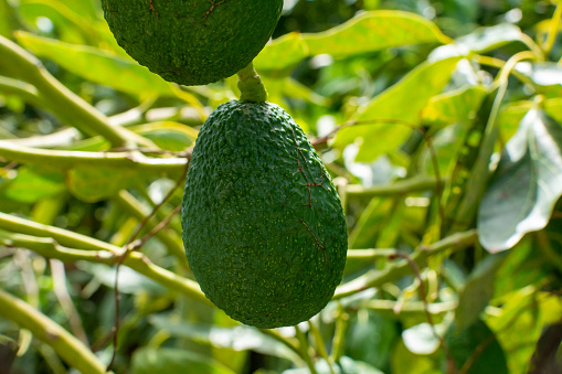 Hass avocado plantation ready for export