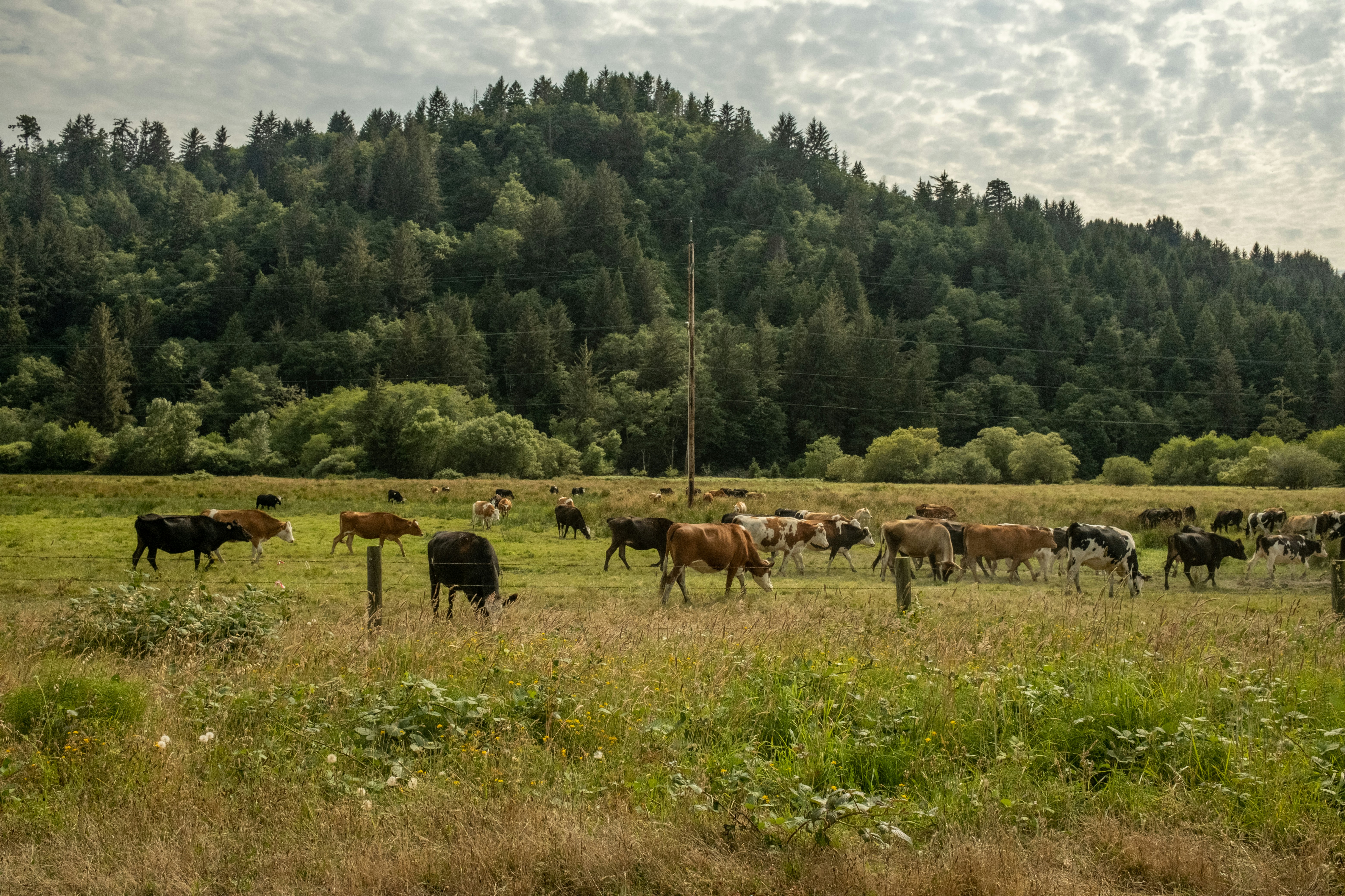 Traditional cattle grazing at Mzeri Ranch, Handeni District