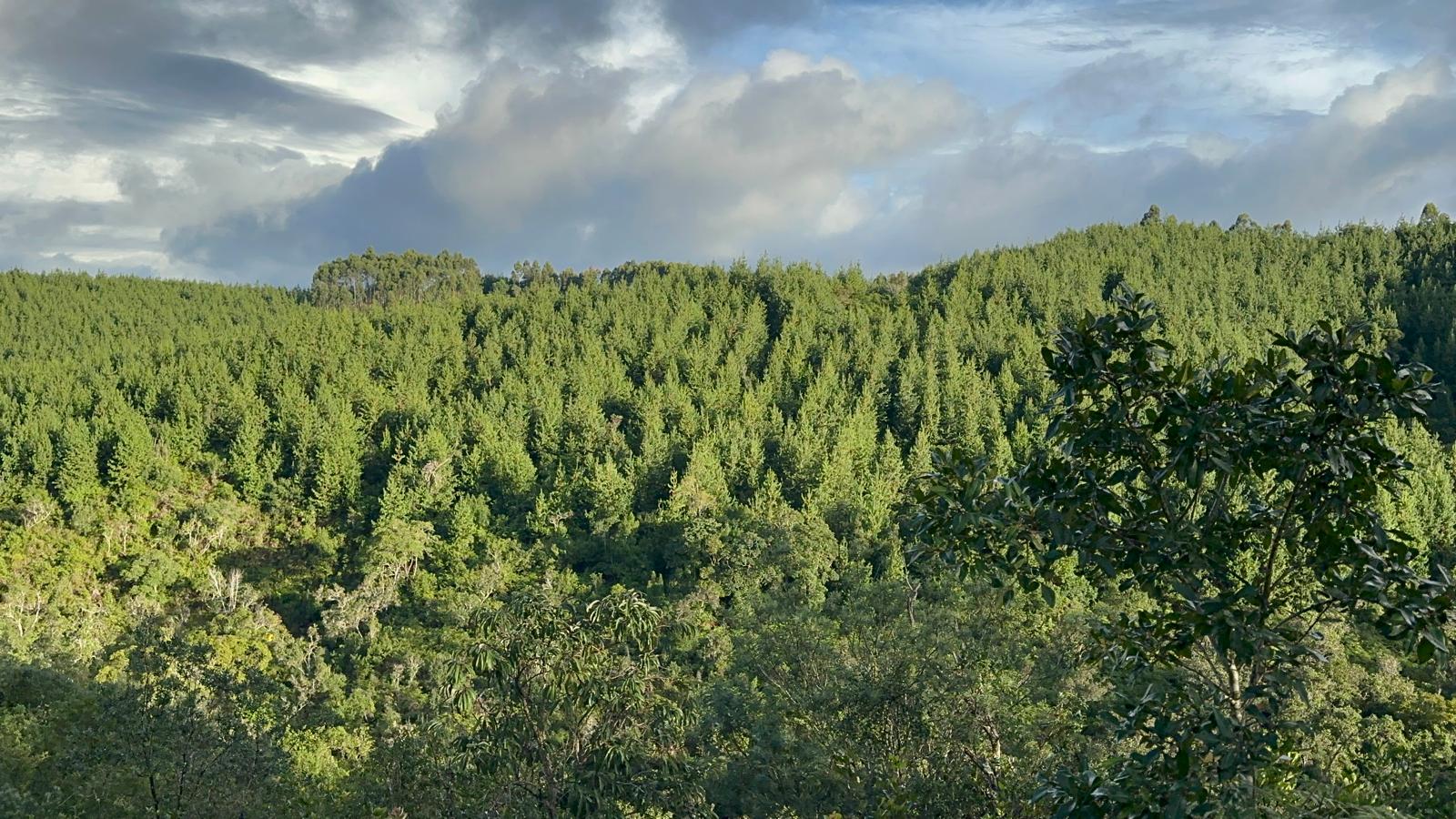 Rows of mature pine trees in sustainable forestry plantation