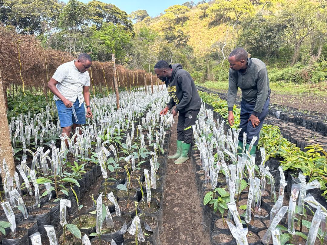 Workers carefully harvesting premium avocados for export