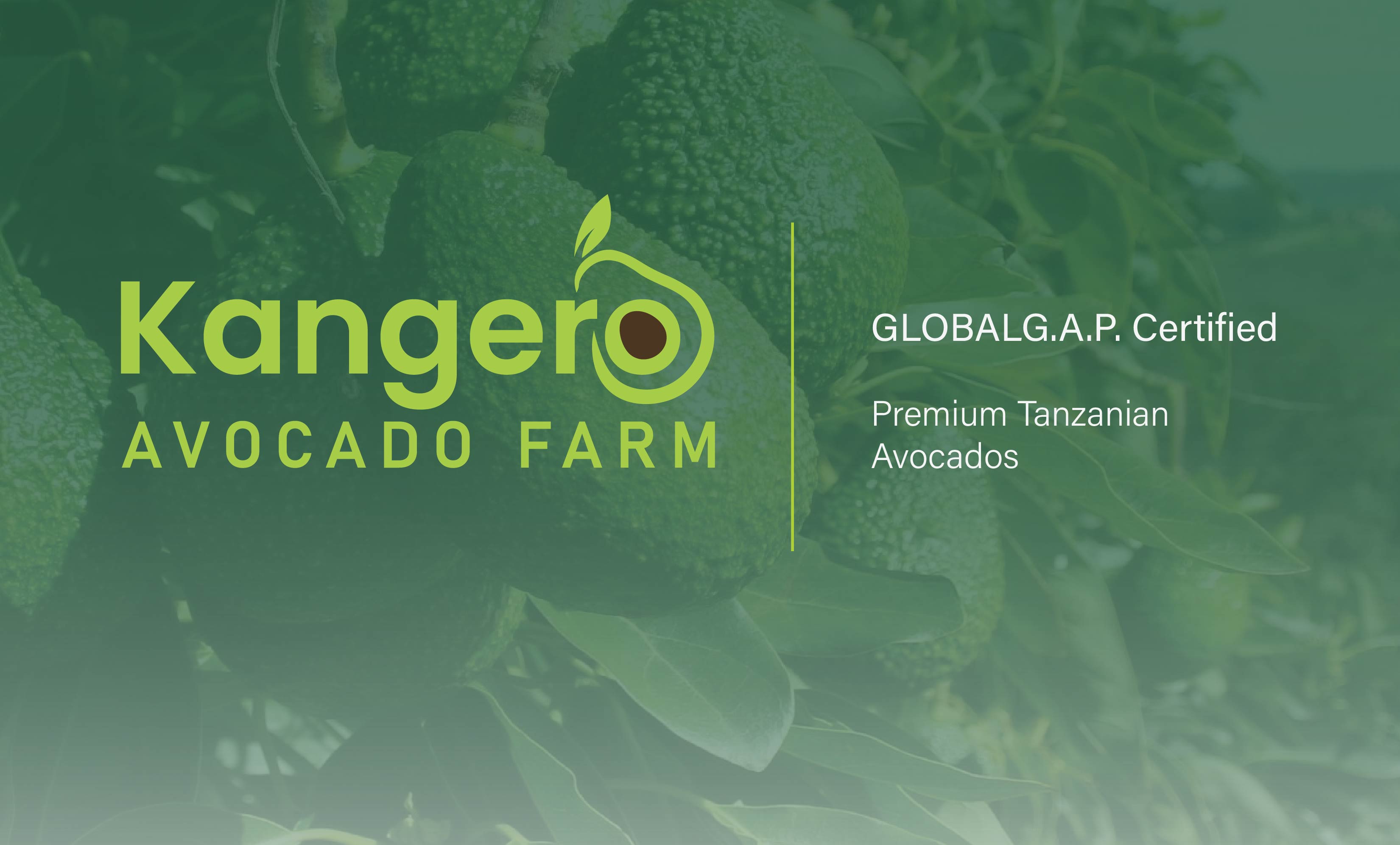 Premium quality avocados prepared for international export